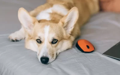 La santé dentaire des chiens