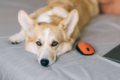 La santé dentaire des chiens