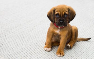 Chiot en pleine croissance comment choisir une croquette équilibrée et saine