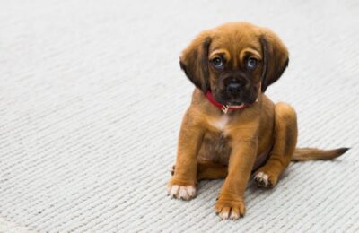 Chiot en pleine croissance comment choisir une croquette équilibrée et saine